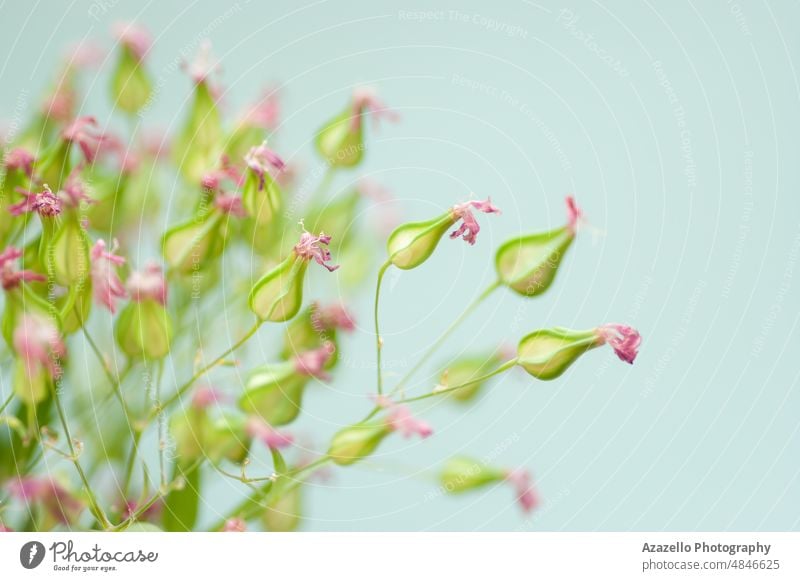 Nahaufnahme von Trockenblumen. Minimalistischer Blumenhintergrund. Stillleben tot Bildende Kunst einfach Schönheit Makro trocknen Minimalismus Natur Garten