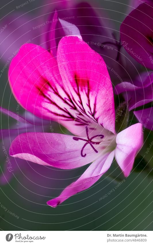 Einzelblüte von Pelargonium crispum, eine Fynbospflanze aus dem Westkap aus Südafrika Pflanze Blume Blüte blühen frostempfindlich Nahaufnahme