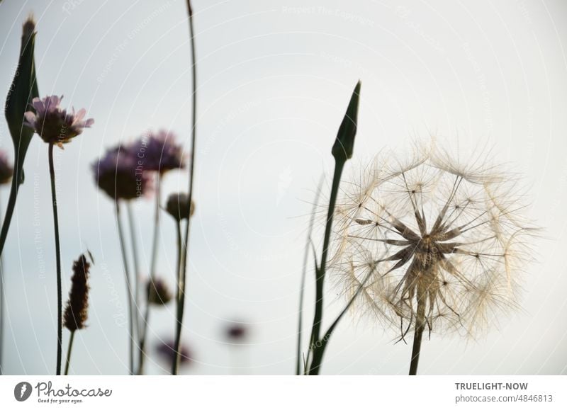 Ein heisser Sommer: verblühende Skabiosen und Samenstand eines Wiesenbocksbart Tragopogon pratensis Silhouetten in grafischer high key Anmutung asteraceae