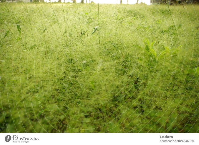 Regentropfen auf flauschiger Unkrautblüte im goldenen Licht am Morgen im Freien Pflanze Umwelt Feld Hintergrund Blume Natur frisch Blatt natürlich grün