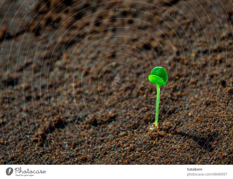 Wachstum junger Sämlinge auf feuchtem Boden Ackerbau Hintergrund Anfänge Botanik Blütenknospen Nahaufnahme kultiviert filigran Öko Ökologie Umwelt Evolution