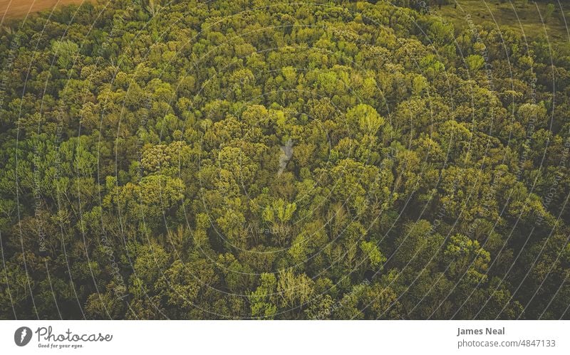 Luftaufnahme eines frühlingshaften Waldes Gras Frühling natürlich Laubwerk hoch friedlich Natur Blatt Tag Wiese Hintergrund Bäume oben Baum Wisconsin im Freien