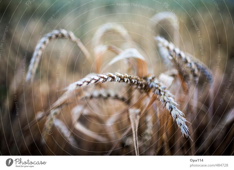 Weizenähre Umwelt Natur Pflanze Tier Nutzpflanze Feld Blühend Wachstum Reichtum "Landwirtschaft Wheat Ernte Getreide spitz Korn Sommer Bauer Ähre" Farbfoto