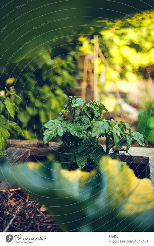 Busch Tomate im Wachstum Garten Buschtomate Strauchtomate Tomatenpflanze Gemüse Pflanze grün Farbfoto Lebensmittel Gesundheit Ernährung Vegetarische Ernährung