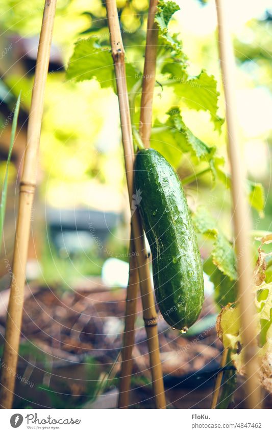 Reife Gurke im Garten Pflanze reif Ernte frisch grün Außenaufnahme Lebensmittel Natur Farbfoto Gemüse Gesundheit Sommer organisch Ackerbau Bauernhof natürlich