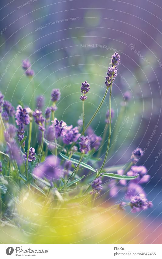 violette Lavendelblüten Blüten Blume Kräuter Pflanze Natur Sommer Kräuter & Gewürze Garten Duft Nahaufnahme Farbfoto Blühend Außenaufnahme