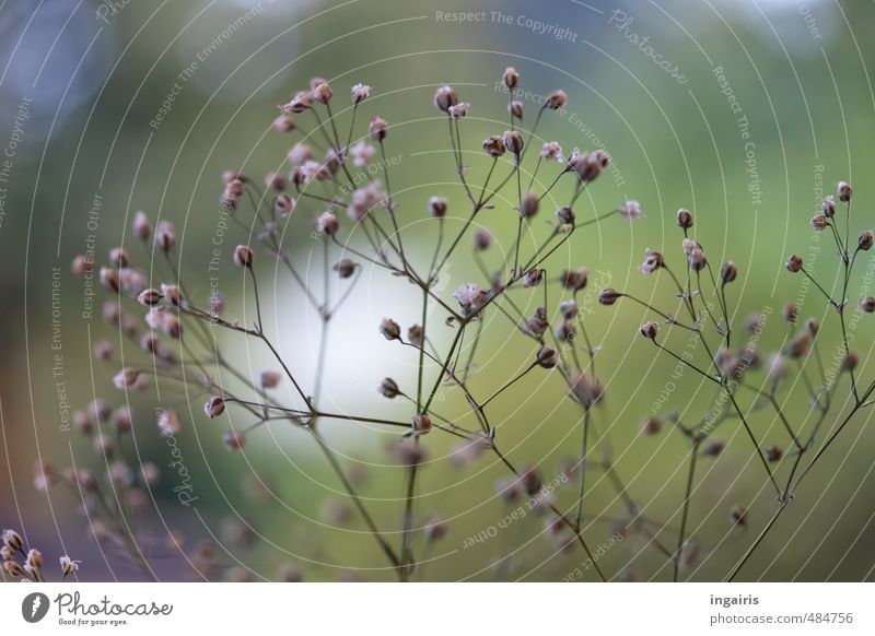 Verschleierung Pflanze Blüte Schleierkraut Garten Duft verblüht Wachstum klein natürlich blau grün violett weiß Romantik ruhig bescheiden Horizont Leichtigkeit