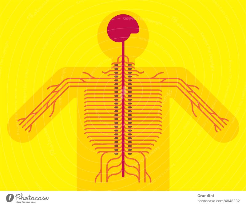 Nervensystem Abbildung des Körpers Medizinische Illustration Infografiken Ikonographie menschlicher Körper Diagramme Informationen zur Illustration