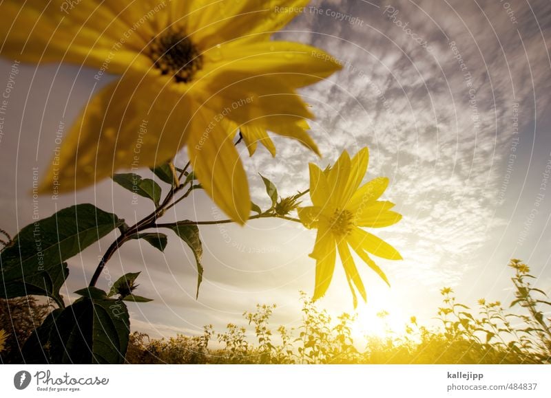 sommerwärme Umwelt Natur Landschaft Pflanze Tier Blume Sträucher Grünpflanze Wildpflanze Feld Blühend Sonnenblume Blüte sommerlich Sommer Farbfoto mehrfarbig