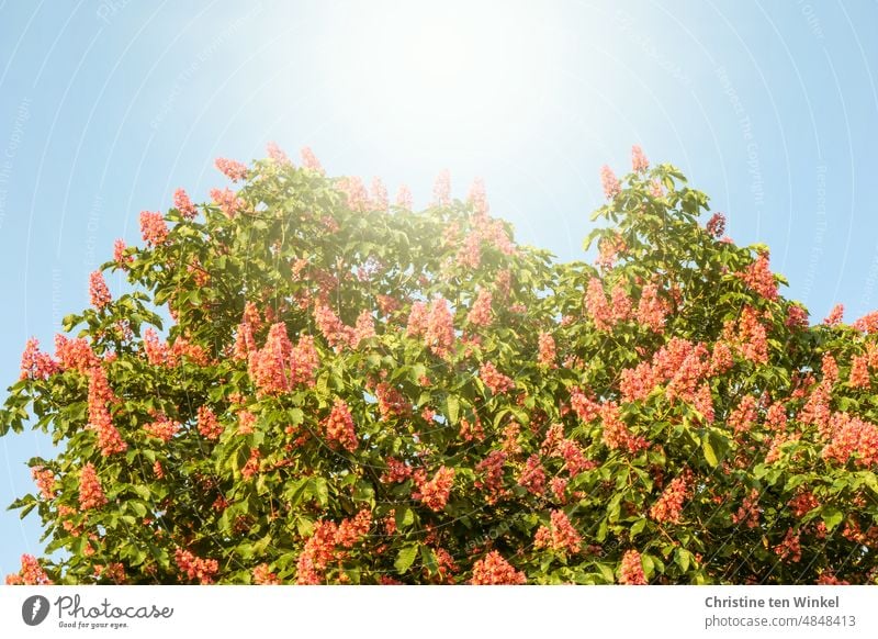 Blütenpracht der "Rotblühenden Rosskastanie" Rotblühende Rosskastanie Fleischrote Rosskastanie Purpurkastanie Aesculus x carnea Baumblüte Kastanienbaum Frühling