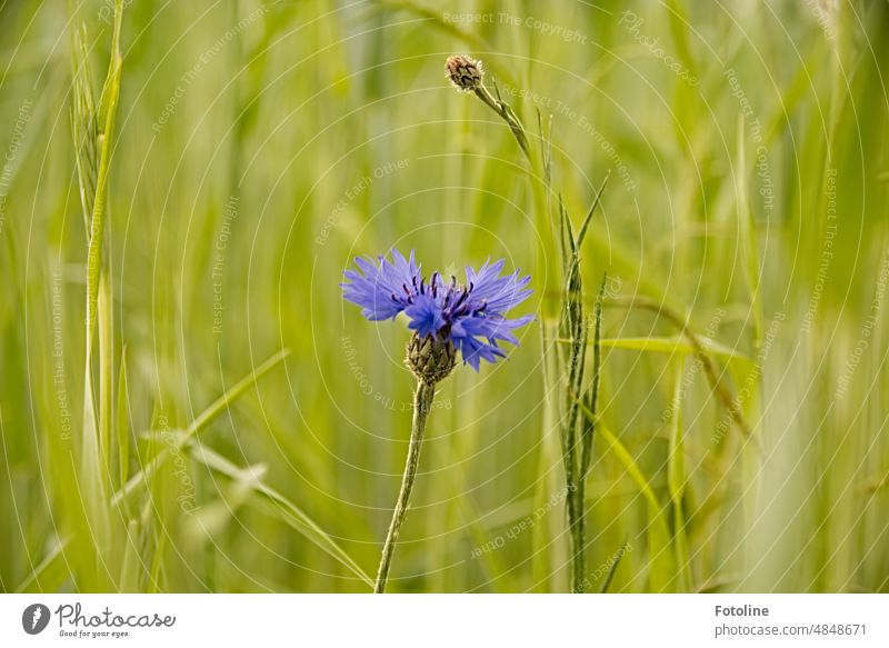 Einsam in einem Meer aus Grün steht eine blaue Kornblume. Blume Sommer Blüte grün Pflanze Natur Außenaufnahme Farbfoto Feld Wildpflanze Blühend schön