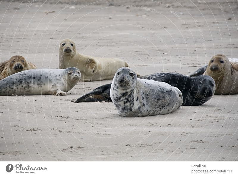 Immer wenn dich dieses Foto anschaue, fühle ich mich beobachtet. Aber die knuffigen Kegelrobben auf der Düne von Helgoland dürfen mich gern mustern. Tier Natur