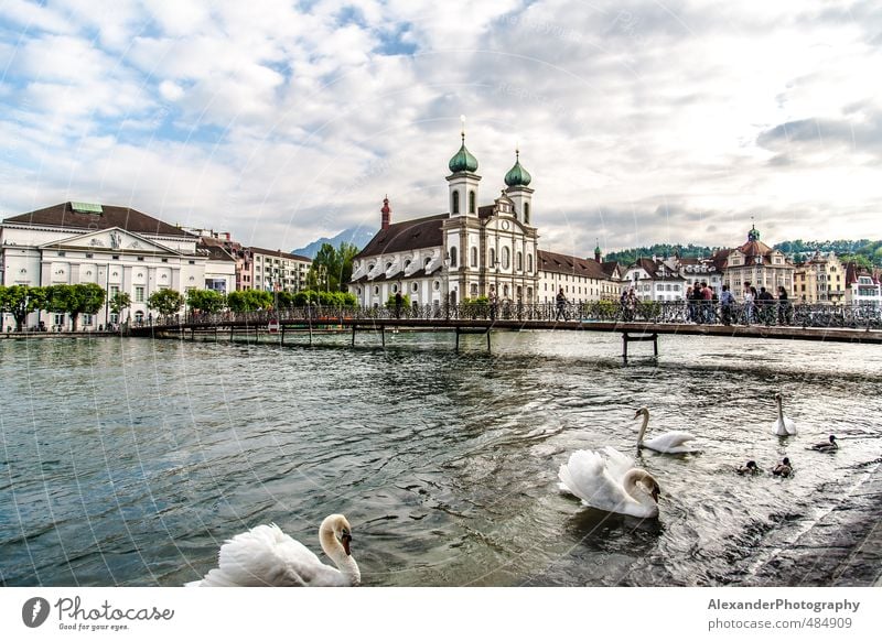 Luzern - Schweiz Europa Stadt Sehenswürdigkeit Idylle Ferien & Urlaub & Reisen Schwan Schwäne Farbfoto Außenaufnahme Tag Starke Tiefenschärfe Totale