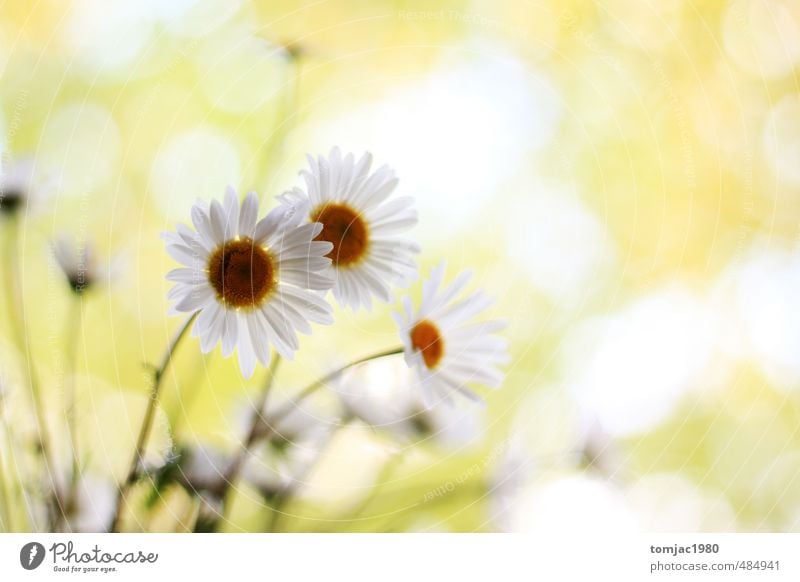 Margeriten, Gänseblümchen Pflanze Blume Wiese Blühend Duft leuchten verblüht fantastisch frisch glänzend hell natürlich schön gelb grün weiß Natur Blumenwiese