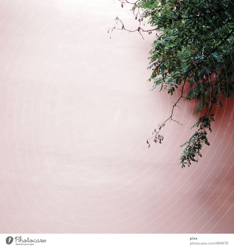 oben rechts Umwelt Natur Pflanze Schönes Wetter Sträucher Blatt Grünpflanze Mauer Wand Fassade hängen Wachstum grün rosa Ranke Putz verputzen Blättchen klein