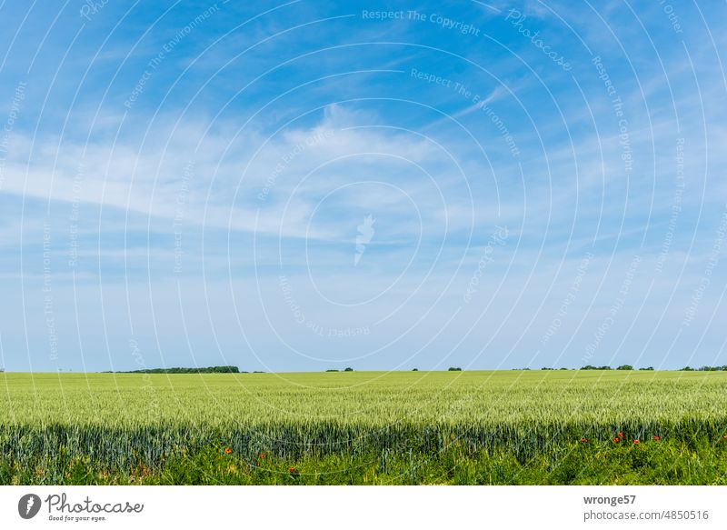 Ein Feld noch grünen Getreides leuchtet im Sonnenschein unter leicht bewölkten blauen Himmel Getreidefeld grünes Getreide Kornfeld unreif Landwirtschaft