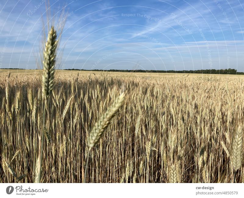 Kein Maisfeld Kornfeld Natur Ackerbau Nutzpflanze Feld Ähren Sommer Getreidefeld Ernährung Pflanze Lebensmittel Außenaufnahme Weizen Landschaft ökologisch