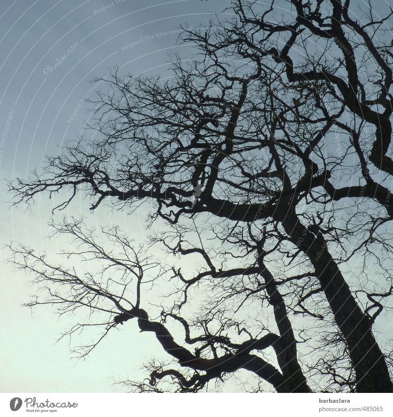 Stockwerk | mehrstöckig Umwelt Natur Luft Himmel Sonnenlicht Winter Baum Linie alt dunkel wild schwarz Stimmung bizarr Wandel & Veränderung Zeit Gedeckte Farben