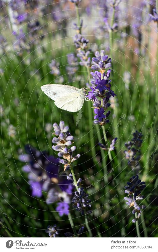 Schmetterling und Lavendel. Frühling, Sommer. Natur Farbfoto Tag Tier Pflanze Menschenleer Blume Blüte Außenaufnahme violett Umwelt Duft Schwache Tiefenschärfe