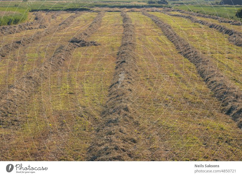 Trocknung von bewegtem Heu und Gras für die Viehfütterung Ackerbau Tierfutter Herbst Hintergrund Rind Landschaft Schmutz trocknen Umwelt Bauernhof Feld