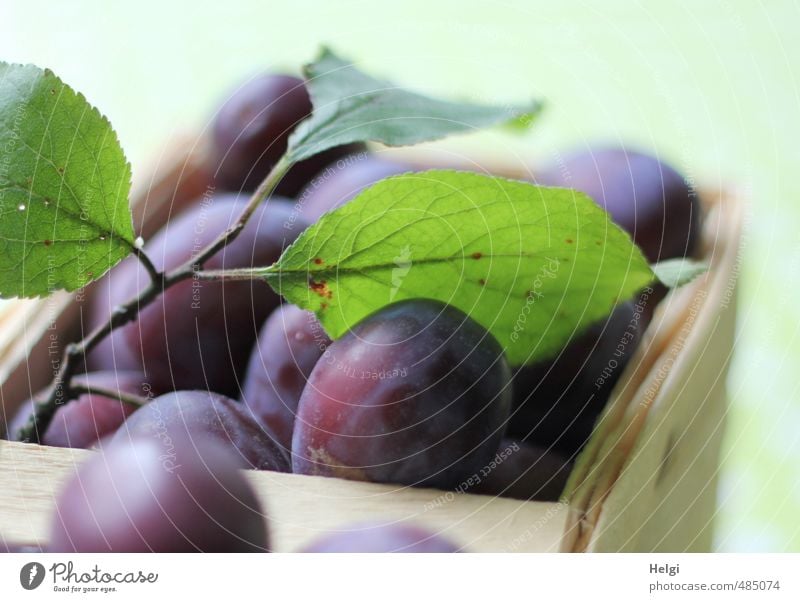 Zwetschgenernte... Lebensmittel Frucht Pflaume Ernährung Bioprodukte Vegetarische Ernährung Blatt Korb liegen ästhetisch authentisch frisch Gesundheit lecker