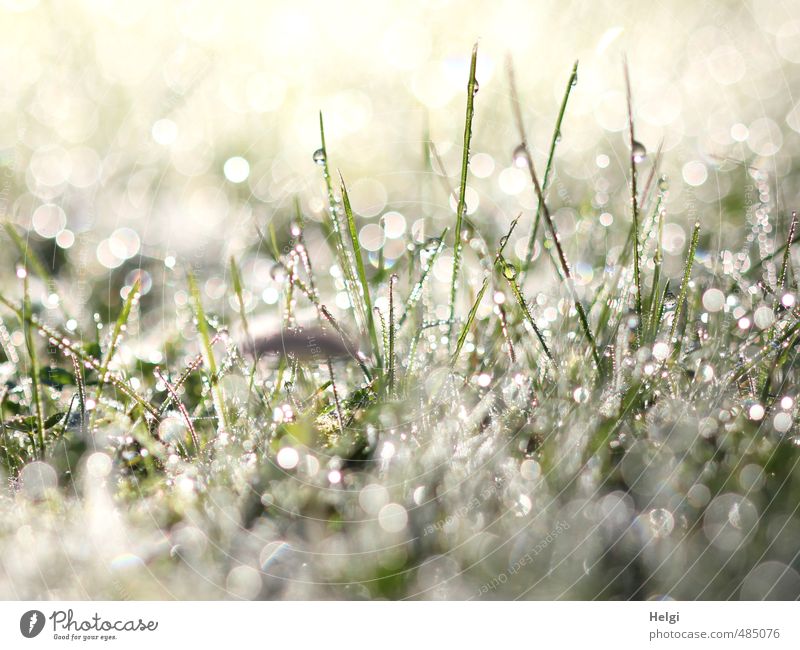 800 Glitzertröpfchen... Umwelt Natur Pflanze Herbst Gras Grünpflanze glänzend leuchten stehen Wachstum ästhetisch außergewöhnlich frisch kalt klein grau grün