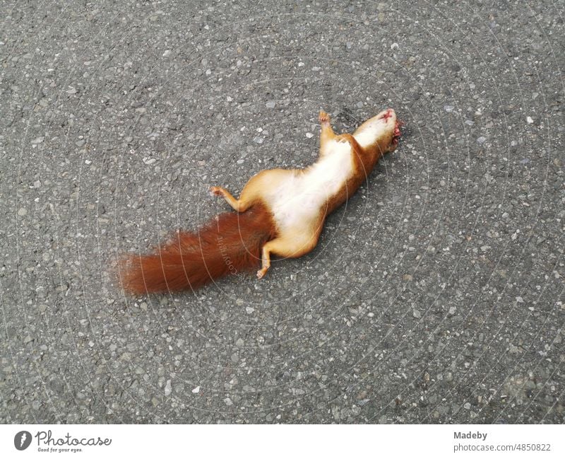 Totes Eichhörnchen auf grauem Asphalt in der Detmolder Straße in Oerlinghausen bei Bielefeld am Hermannsweg im Teutoburger Wald in Ostwestfalen-Lippe