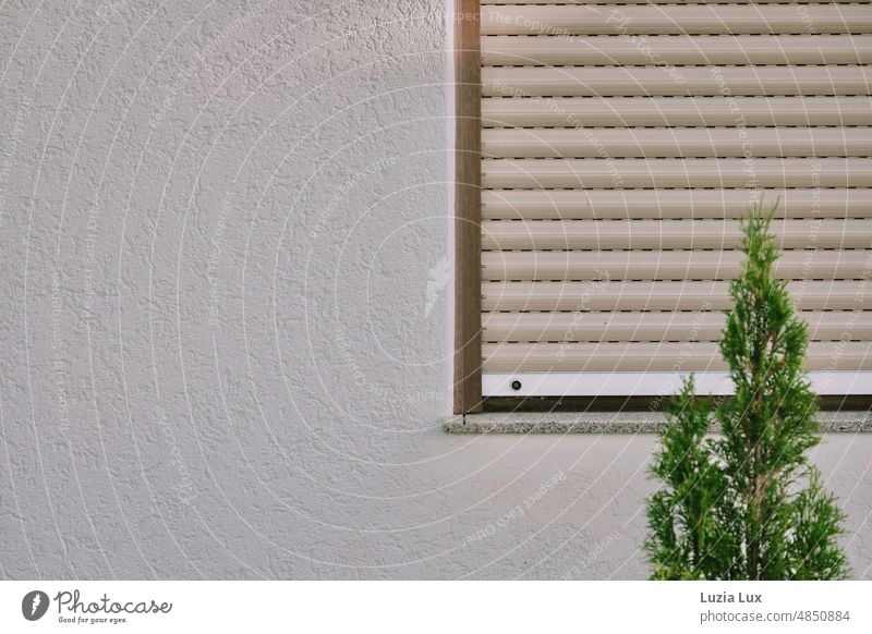 Thuja vor heruntergelassenem Rollladen Thujahecke spitz grün aufrecht geschlossen Sichtschutz vor dem Fenster Rollo Fassade Schatten trist grau Wand Mauer