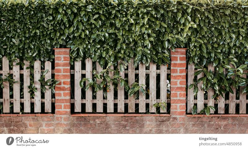 Dicht gewachsene Hecke mit Backsteinmauer und Gartenzaun hecke garten gartenzaun backstein begrenzung grundstück sichtschutz grün holzzaun vorgarten pflanze