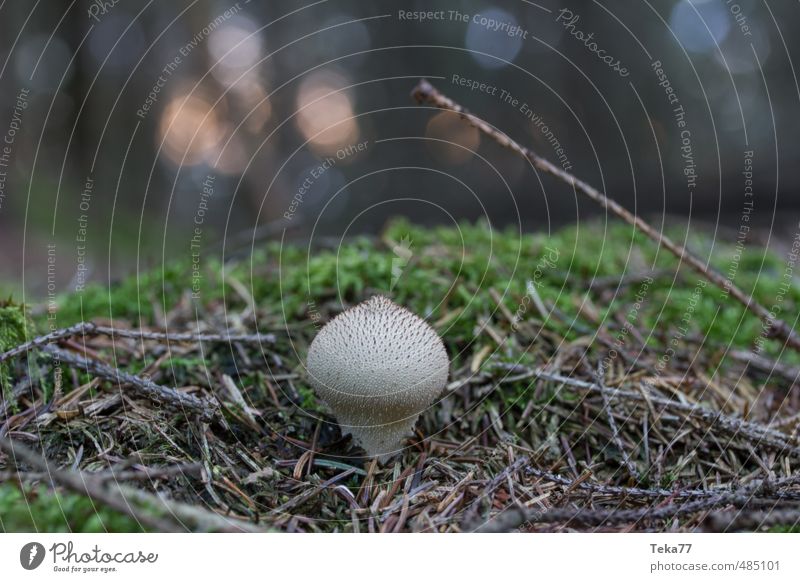 Erstling Umwelt Natur Landschaft Pflanze Moos Wildpflanze Wald ästhetisch Abenteuer Pilz Pilzhut Pilzkopf Waldboden Gedeckte Farben Außenaufnahme Menschenleer