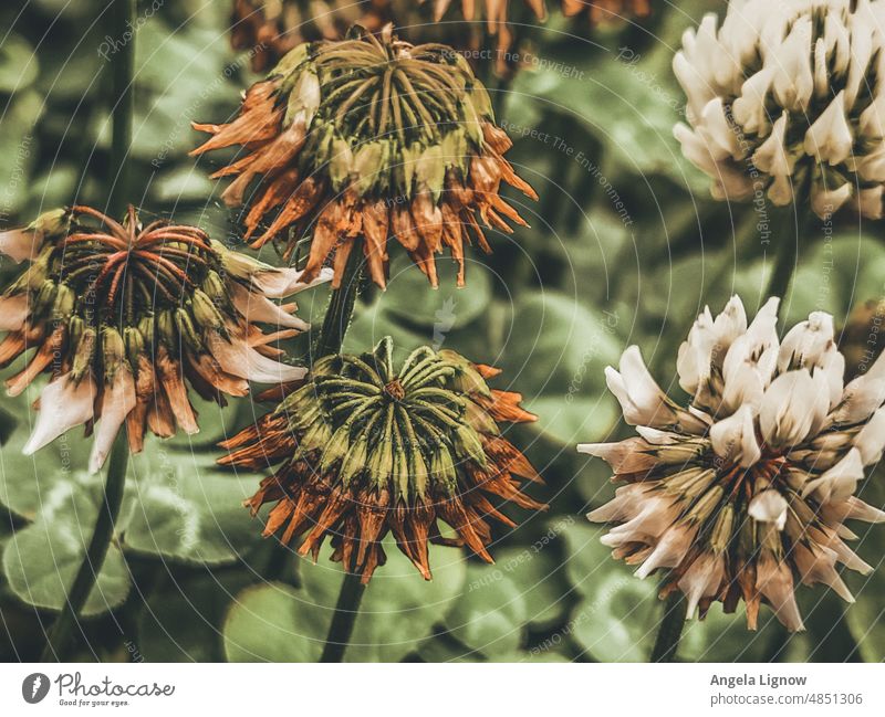 Leicht verblüht Blume verblühen Naturerlebnis Naturphoto Tageslicht flora Blühend Sommer grün Pflanzen wachsen Blumenfotos Grünpflanze farbig sehenswert Blatt