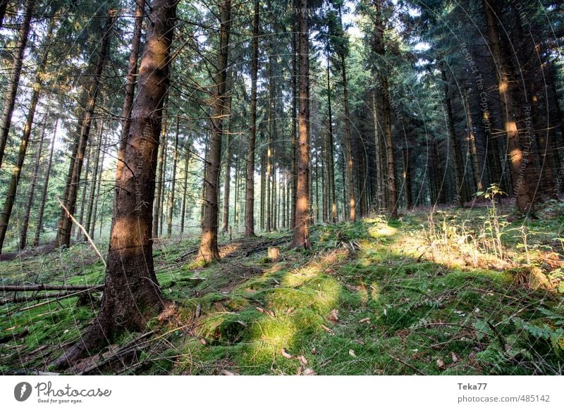 Nadelmoossonnenwaldweitwinkel Umwelt Natur Landschaft Pflanze Wald ästhetisch stachelig Nadelwald Gedeckte Farben Außenaufnahme Menschenleer Abend Dämmerung