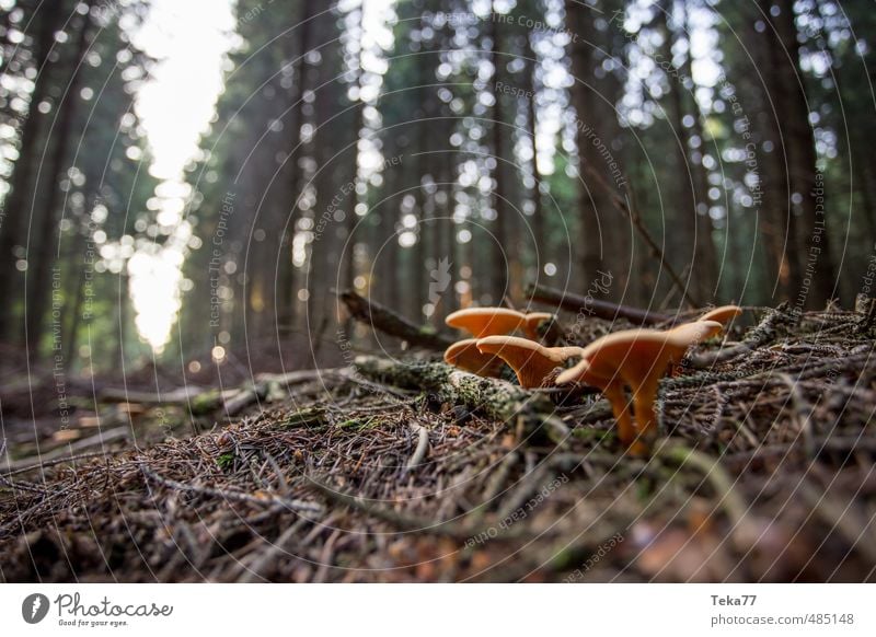 Pilzimperium Umwelt Natur Landschaft Tier Pflanze Baum Sträucher Wildpflanze ästhetisch orange Weitwinkel Waldboden Waldlichtung Gedeckte Farben Nahaufnahme