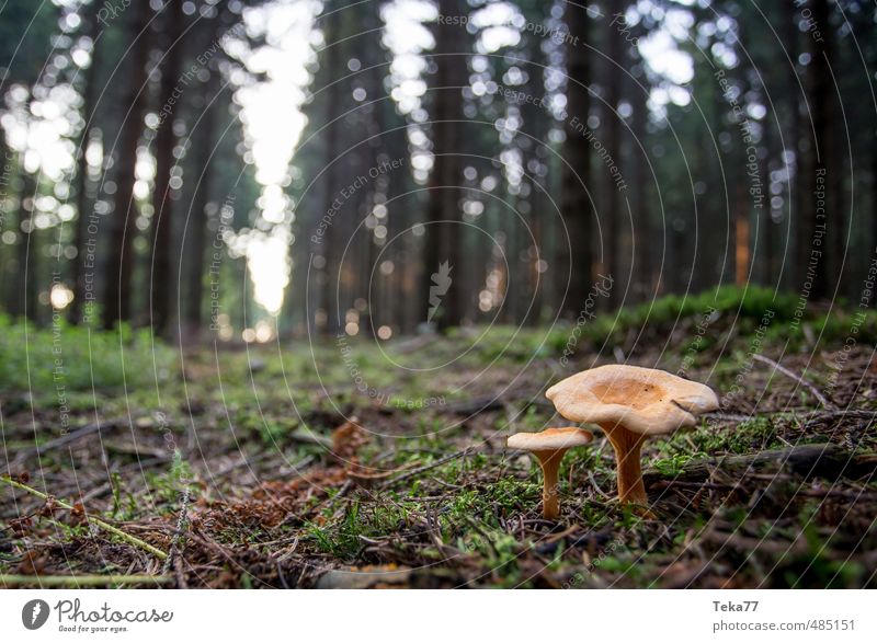 Diese Zwei Umwelt Natur Landschaft Pflanze Wildpflanze Wald Abenteuer ästhetisch Pilz Pilzhut Pilzsucher Waldboden Farbfoto Gedeckte Farben Außenaufnahme