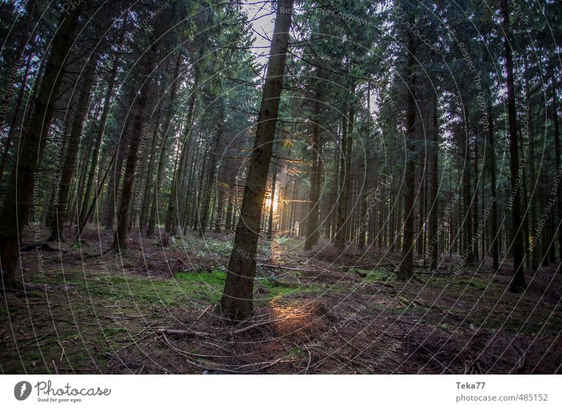 Hoffnungsschimmer Umwelt Natur Landschaft Pflanze Wald Enttäuschung Einsamkeit Erschöpfung Abenteuer Sonnenlicht Sonnenstrahlen Sonnenuntergang Nadelwald