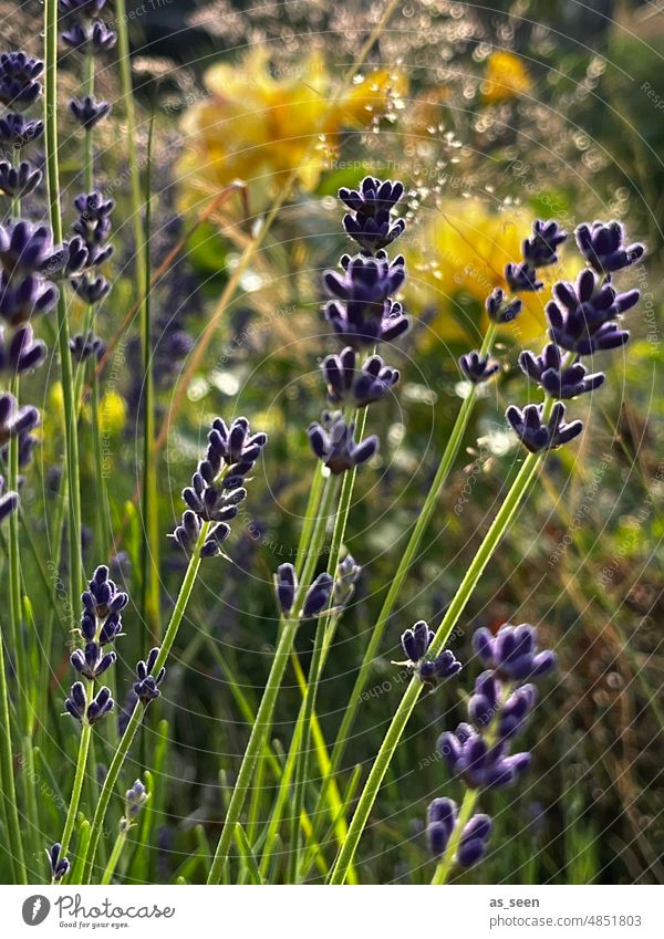 Lavendel im Sonnenlicht Licht violett Sonnenuntergang Sonnenaufgang Garten Gräser Sommer Natur Pflanze Farbfoto Blüte Duft Blume Außenaufnahme Blühend natürlich