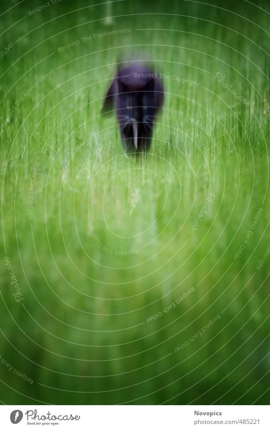 mystic cat Natur Landschaft Tier Wiese Haustier Katze 1 Bewegung Jagd laufen