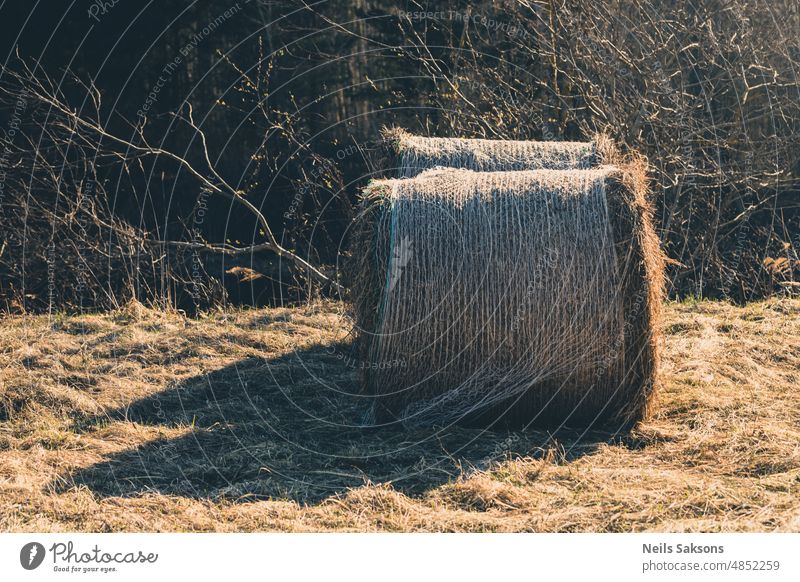 Heuballen auf trockenem Gras Ballen Brötchen trocknen Lebensmittel Rind Bauernhof ländlich Stroh Natur Landschaft Ackerbau Feld Sommer horizontal organisch