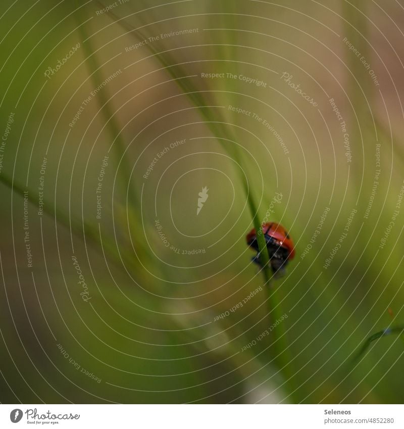 Bye bye Käfer Marienkäfer klein Schwache Tiefenschärfe Tier Farbfoto Natur krabbeln rot Insekt Außenaufnahme Glück Makroaufnahme Nahaufnahme Pflanze grün