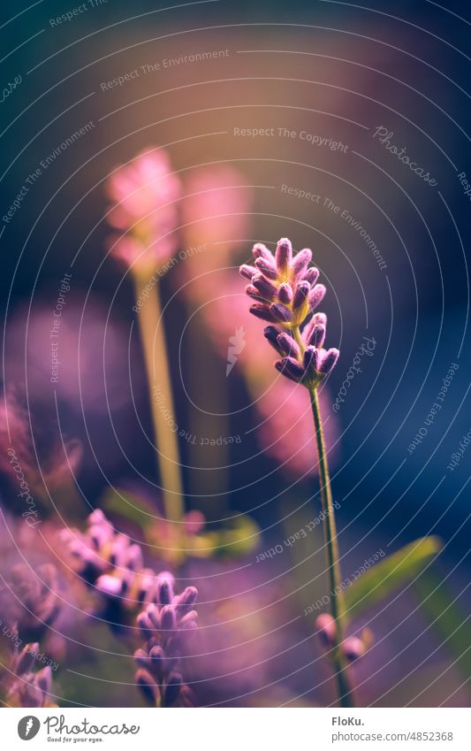 Lavendel Nahaufnahme im Abendlicht Sonnenlicht Pflanze Natur Sommer Farbfoto Außenaufnahme Menschenleer Blume violett grün Duft Tag Blüte Blühend