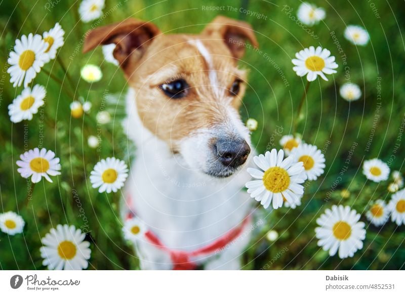 Niedlicher Hund Porträt auf Sommerwiese mit grünem Gras Haustier Frühling Blume Garten Glück Feld Person bezaubernd Rasen niedlich gut Landschaft Wiese Natur