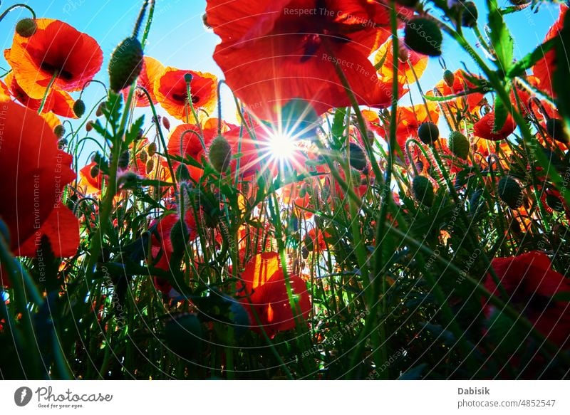 Landschaft mit blühenden Mohnblumen gegen blauen Himmel Papaver Feld Blume Natur Sommer Morgen Baum Sonnenstrahlen Blütezeit Licht rot Hintergrund Gras purpur