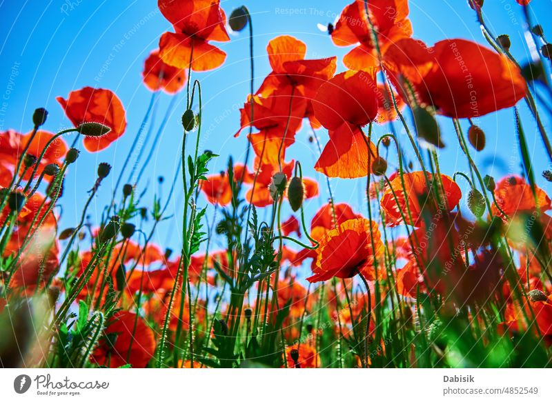 Landschaft mit blühenden Mohnblumen gegen blauen Himmel Papaver Feld Blume Natur Sommer Morgen Baum Blütezeit Licht rot Sonne Hintergrund Gras purpur