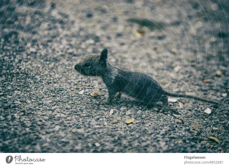 Sweety Maus Mausefalle Ratte Tier Tierporträt Tierliebe nager Hamster Hamsterrad Haustier Asphalt süß tierlieb Tiergesicht tierwelt