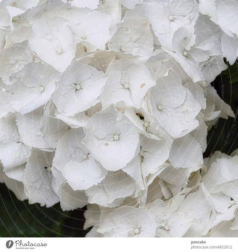 blütenzauber Hortensie Blüte weiß Nahaufnahme prächtig Blütenzauber Gartenstaude Hortensienblüte Detailaufnahme Blume Blühend Makroaufnahme