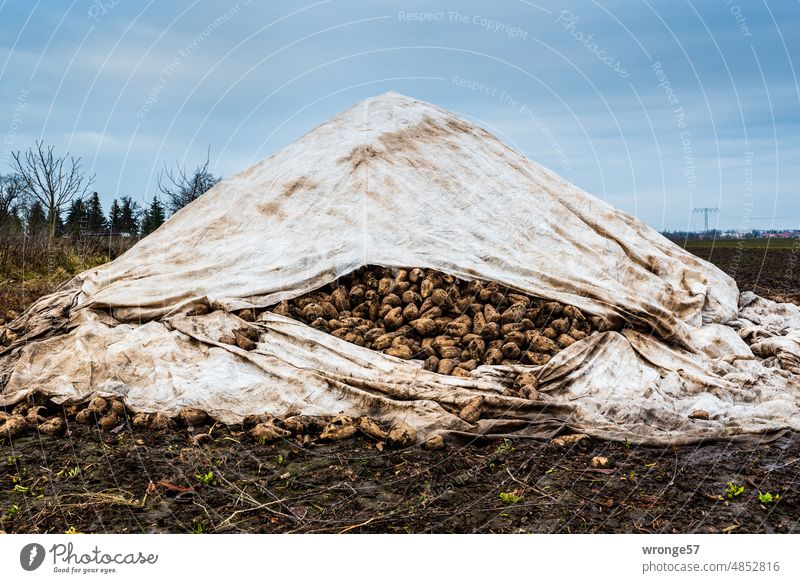 Mit Planen abgedeckte Zuckerrüben auf einem Feld in der Magdeburger Börde Feldrand Ernte Erntezeit Herbst Rübenernte Roden Lagern Abdeckung Kälteschutz