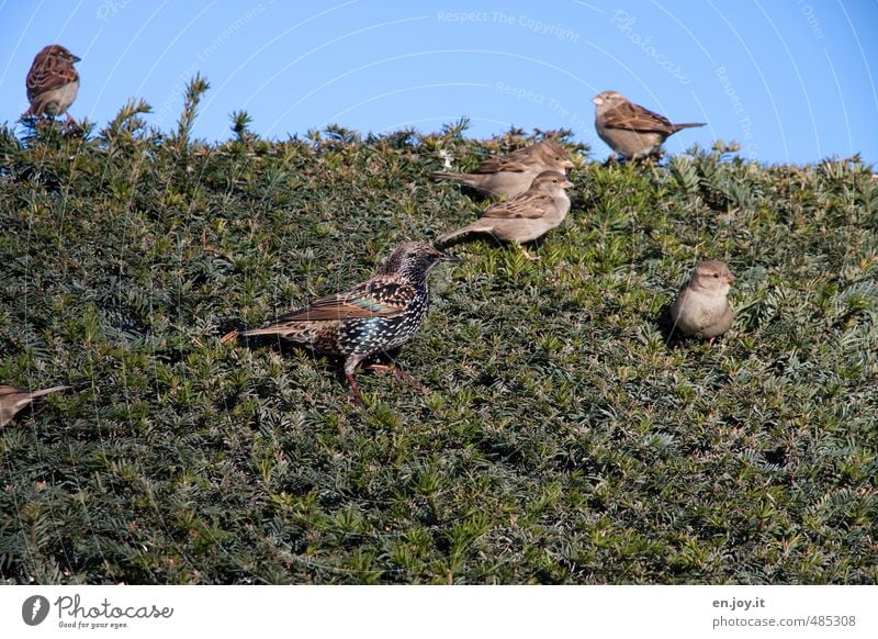 Vögelhecke Natur Tier Himmel Hecke Nadelbaum Wildtier Vogel Spatz Tiergruppe blau braun grün Lebensfreude Frühlingsgefühle Leichtigkeit Farbfoto Außenaufnahme