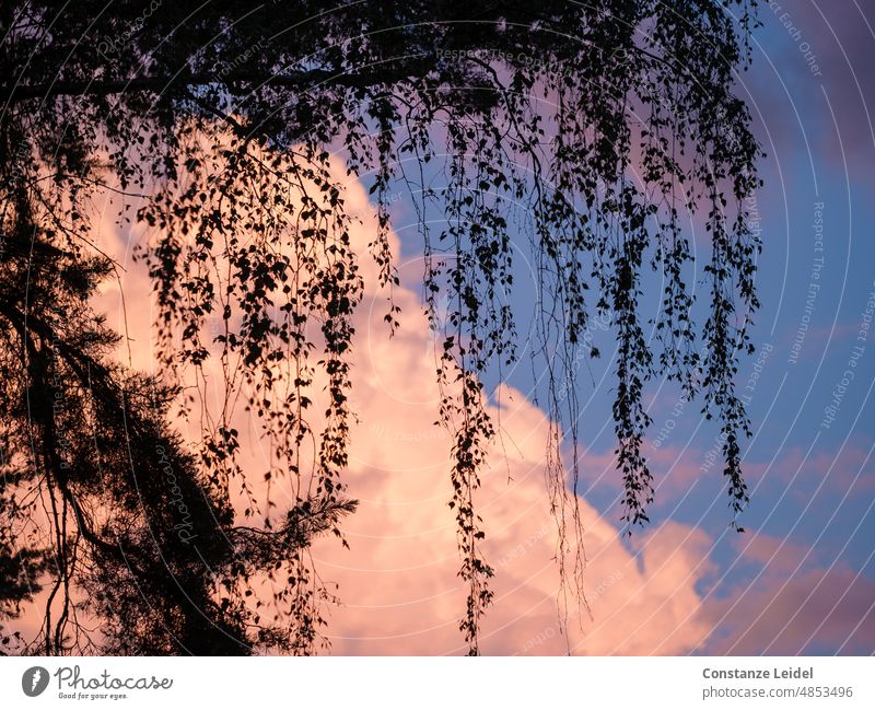 Blick in den Abendhimmel durch einen Baum nach einem Gewitter Blätter shilouette Himmel Gewitterwolken dämmerung Abenddämmerung Außenaufnahme Silhouette Wolken