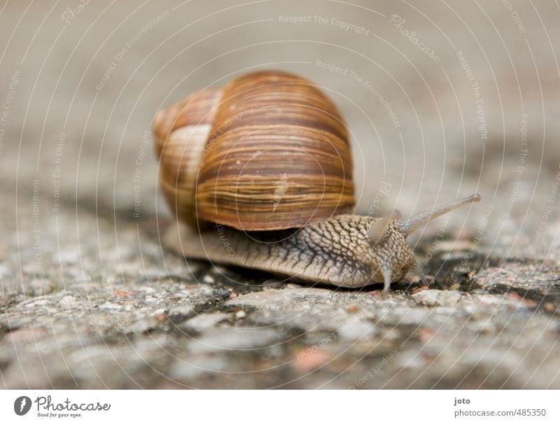 auf der suche Tier Herbst Schnecke Weinbergschnecken rennen niedlich Gelassenheit Umwelt Wege & Pfade Schneckenhaus langsam schleimig braun gestreift Weichtier