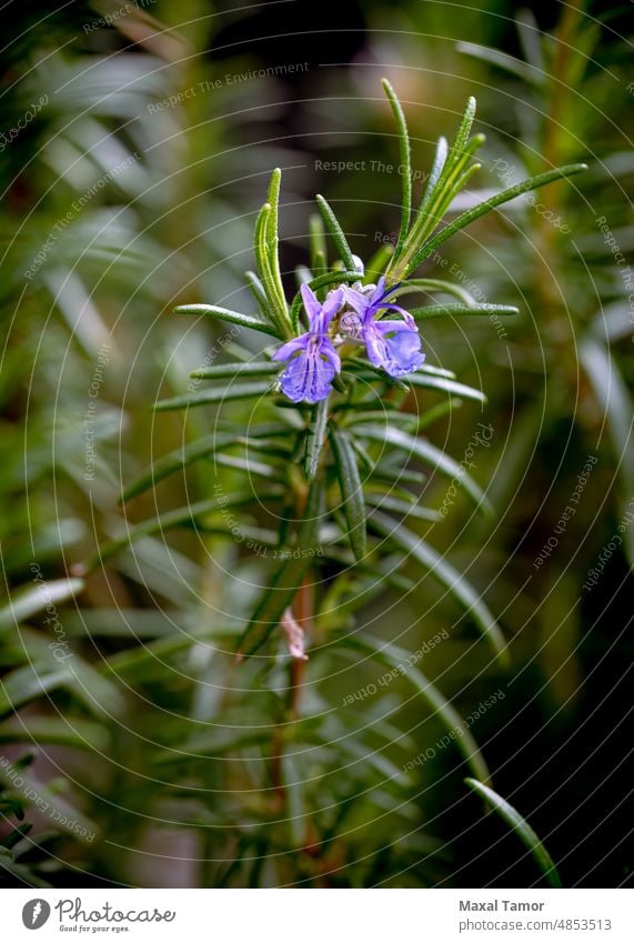 Nahaufnahme einer violetten Rosmarinblüte in Italien im Frühling. Rosmarin ist eine ausgezeichnete Pflanze zum Würzen von Speisen und hat auch gute medizinische Eigenschaften